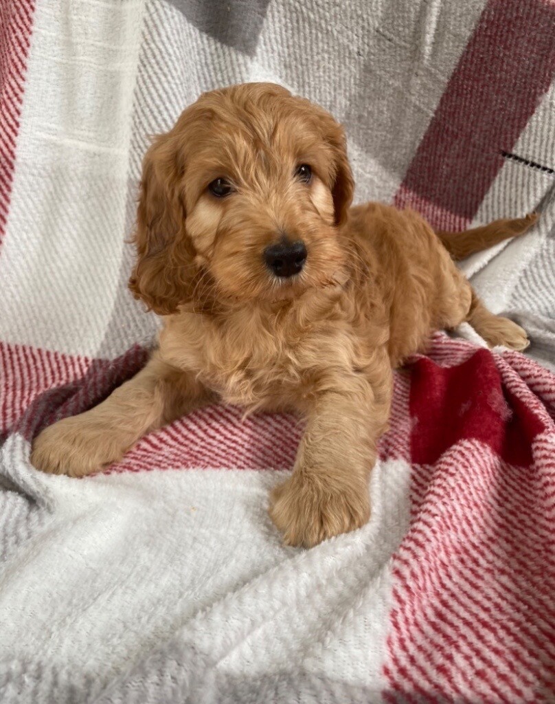 cockapoo puppies gumtree